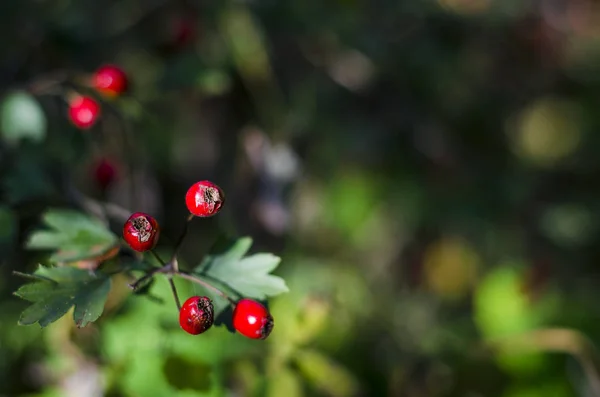 Красные Ягоды Боярышника Осенью Лесу — стоковое фото