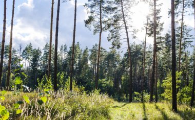 çam ormanı içinde güneşli bir sonbahar