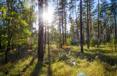 çam ormanı içinde güneşli bir sonbahar