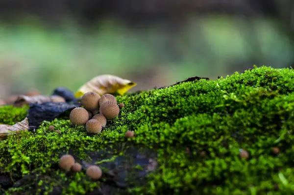 Inedible Mushrooms Forest Autumn — Stock Photo, Image