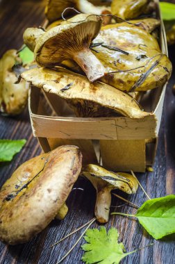 taze hasat ve soyulmamış orman masanın altında mantar