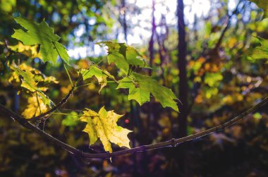 güzel sarı yapraklar ağaçlarda sonbahar