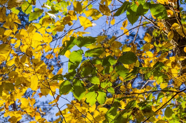 Piękne Żółte Liście Drzewach Jesienią — Zdjęcie stockowe