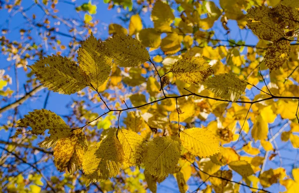 Piękne Żółte Liście Drzewach Jesienią — Zdjęcie stockowe