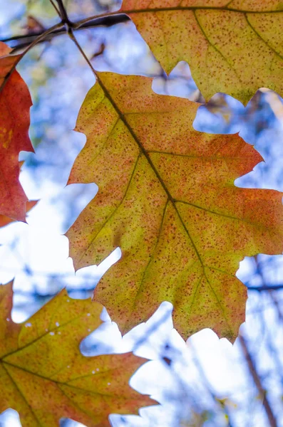 Belles Feuilles Jaunes Sur Les Arbres Automne — Photo