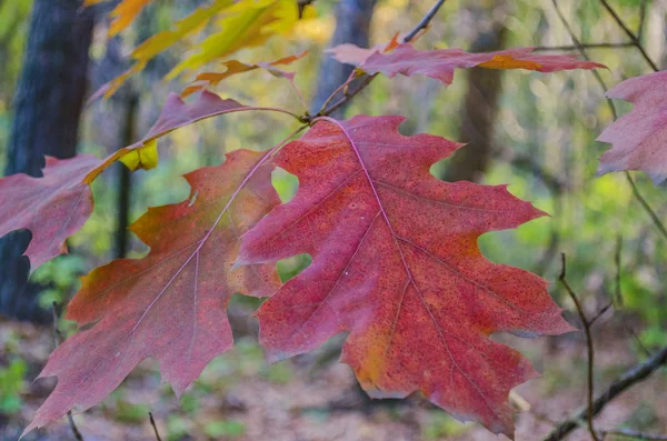 Belles Feuilles Jaunes Sur Les Arbres Automne — Photo