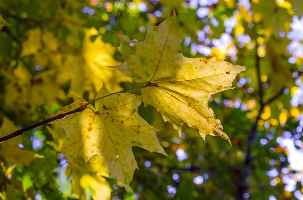 Belles Feuilles Jaunes Sur Les Arbres Automne — Photo