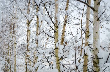 güzel, kış manzara, karla kaplı ağaçlar
