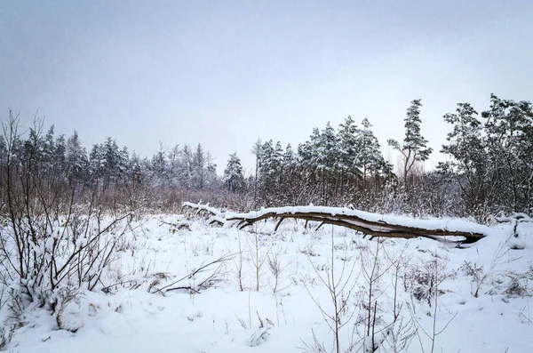 Bellissimo Paesaggio Invernale Alberi Coperti Neve — Foto Stock