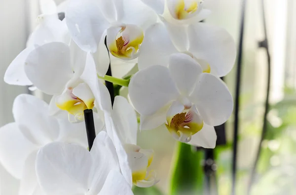 Orchidea sul davanzale della finestra, pianta da interno — Foto Stock