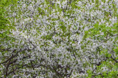 İlkbaharda kiraz çiçeği