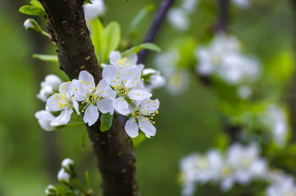 Flor de ciruelo en primavera —  Fotos de Stock