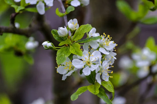 Pflaumenblüte im Frühling — Stockfoto