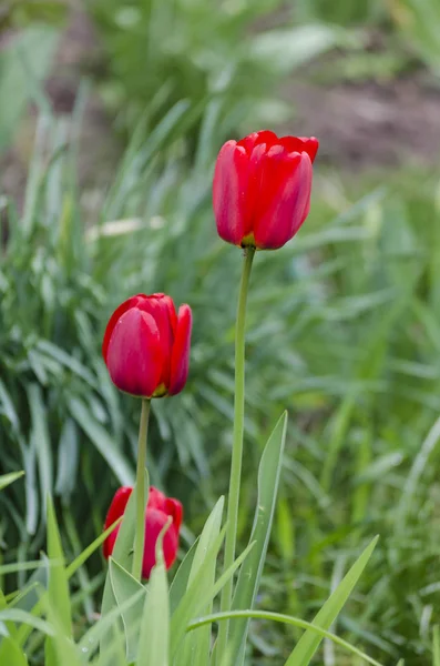 Red tulips in the garden — Stock Photo, Image