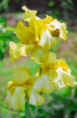 bahçede sarı süsen