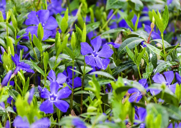 Flores periwinkle no jardim — Fotografia de Stock