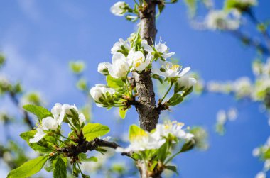 Erik çiçeği bahar