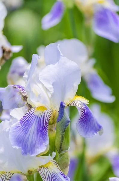 Sıradan mavi-beyaz irises — Stok fotoğraf