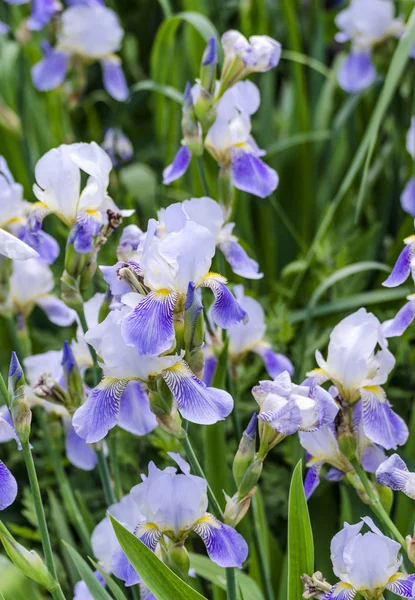 Sıradan mavi-beyaz irises — Stok fotoğraf