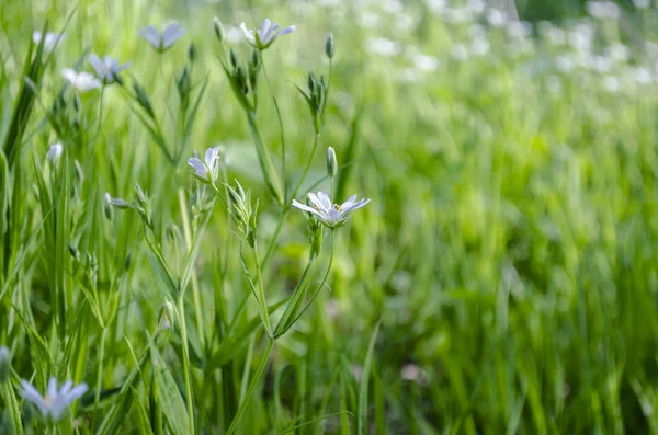 Flores de ornitogalum. Lindas flores brancas na floresta — Fotografia de Stock