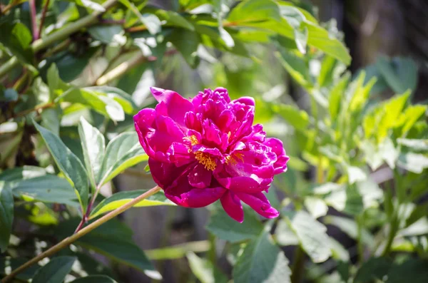 Peonía borgoña floreciendo en el jardín —  Fotos de Stock