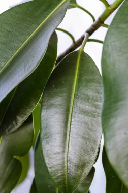 ficus yakın bırakır