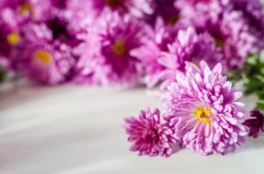 Beyaz arkaplanda pembe kasımpatı