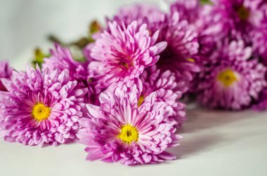 Beyaz arkaplanda pembe kasımpatı