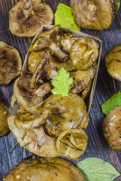 Paxillus Mantar ıstakoz