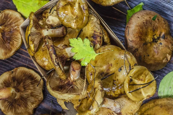 Paxillus Mantar ıstakoz