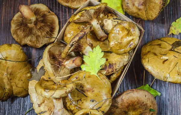Paxillus Mantar ıstakoz