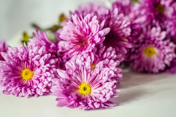 Beyaz arkaplanda pembe kasımpatı