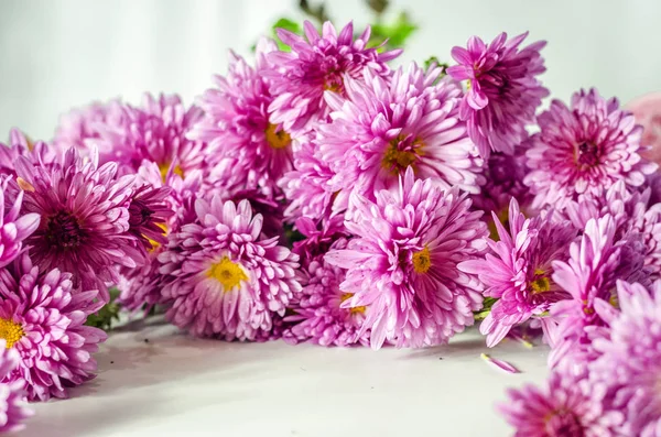 Rosa Chrysantheme auf weißem Hintergrund — Stockfoto