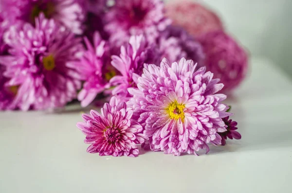 Beyaz arkaplanda pembe kasımpatı