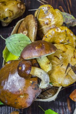 masada yenilebilir mantarlar