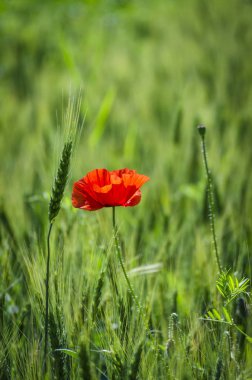tarladaki gelincikler