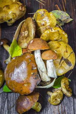 masada yenilebilir mantarlar