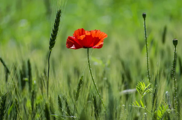 tarladaki gelincikler