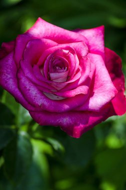 Bahçedeki gül çiçeği