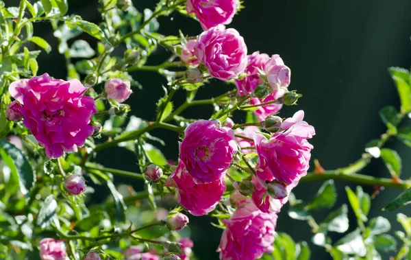 Rosa rosas pequeñas —  Fotos de Stock