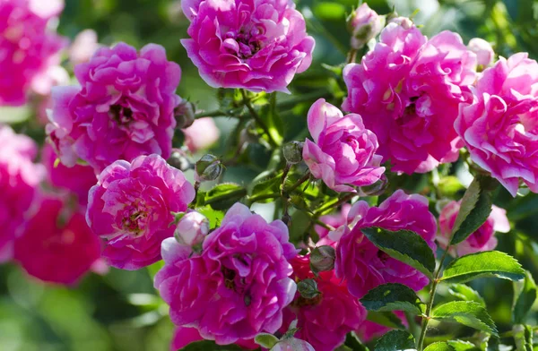 Rosa rosas pequeñas —  Fotos de Stock