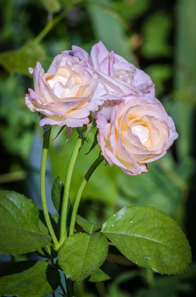 Flor de rosa en el jardín —  Fotos de Stock
