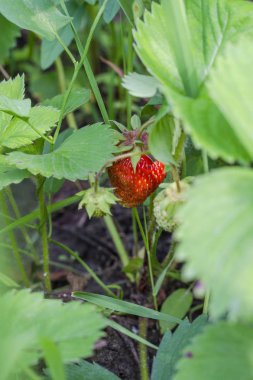 Bahçedeki çilekler