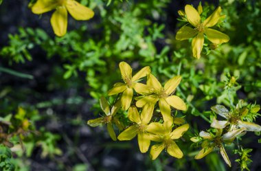 Hypericum sarı çiçekler