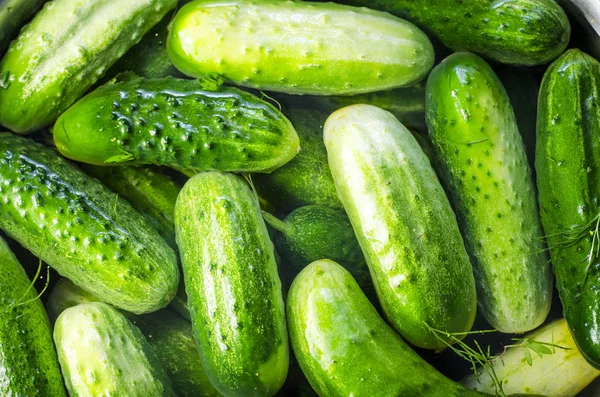 bankalarda salatalık, kış için canning süreci