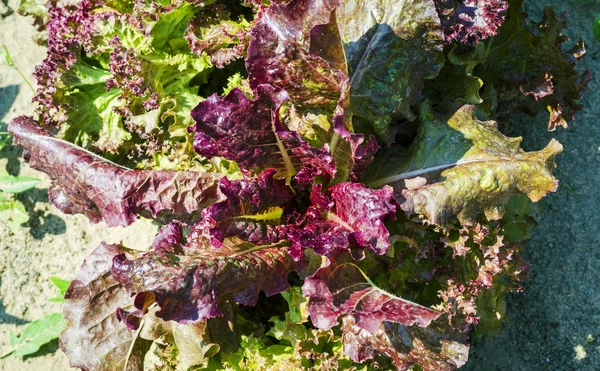 Purple salad in the garden — Stock Photo, Image