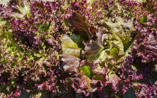 庭の紫色のサラダ — ストック写真