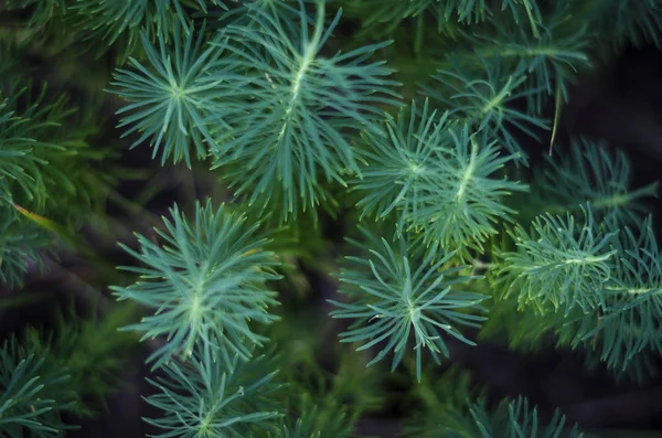 森林顶景中的马尾植物 — 图库照片