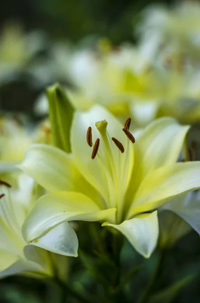 Jardin de fleurs de lys blanc — Photo