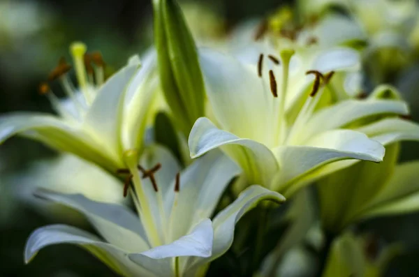 Jardin de fleurs de lys blanc — Photo